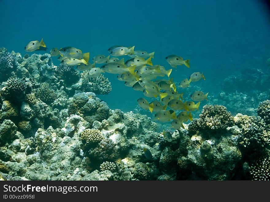 Bluelined snappers (lutjanus coeruleolineatus)