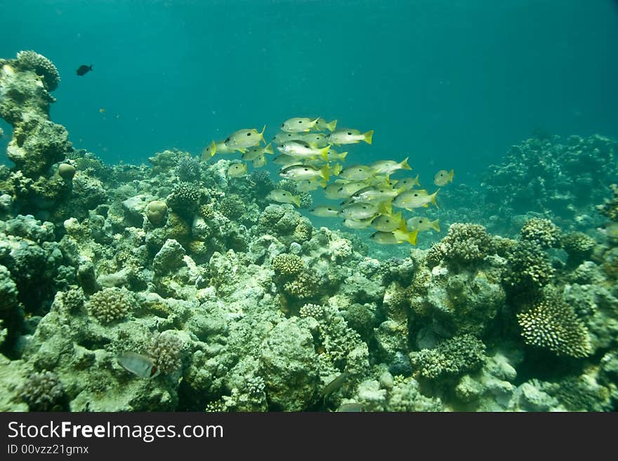 Bluelined snappers (lutjanus coeruleolineatus)