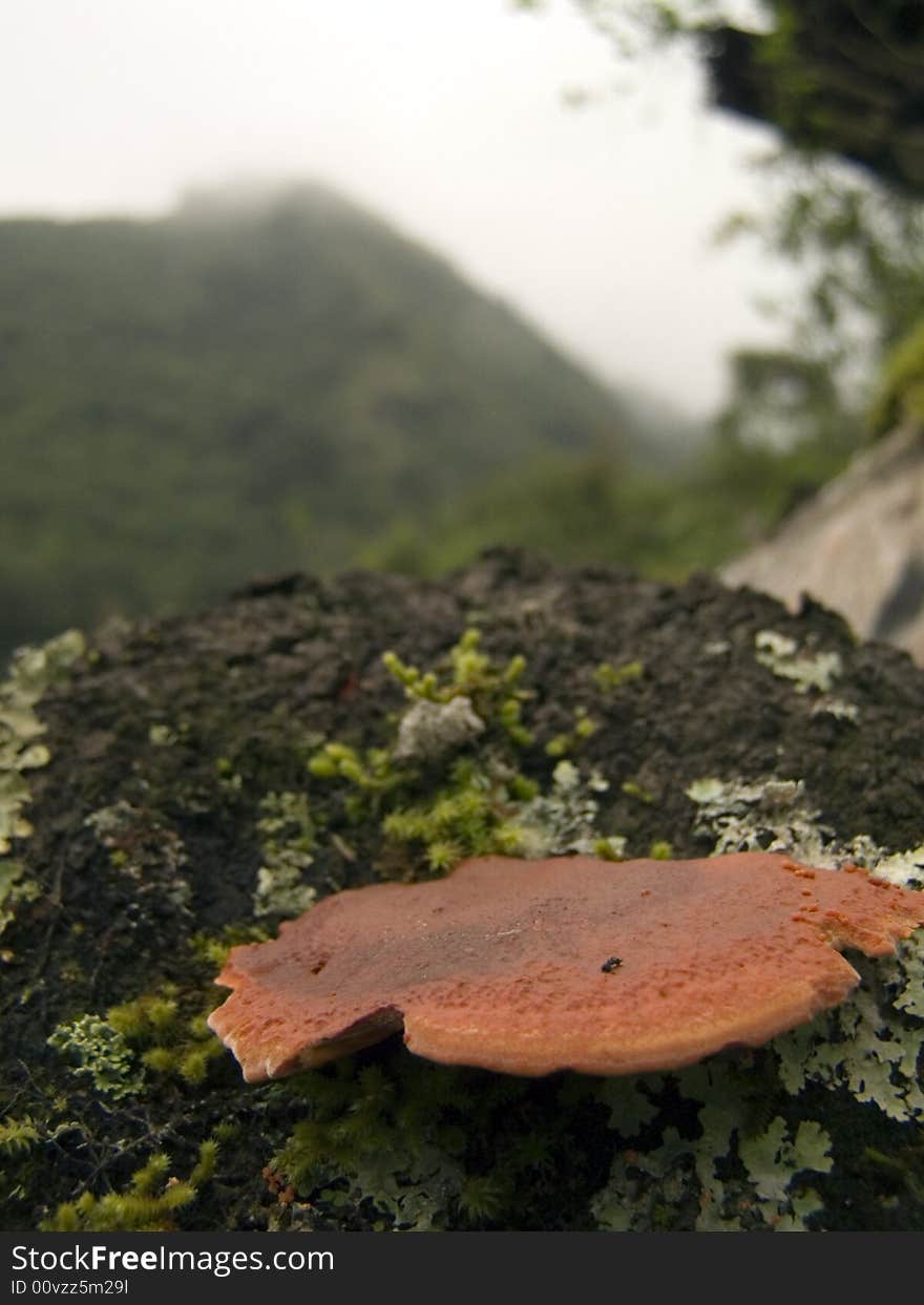 Photo of a musroom or fungi growing on the way up to the sub tropical mountain range in south  america. Photo of a musroom or fungi growing on the way up to the sub tropical mountain range in south  america