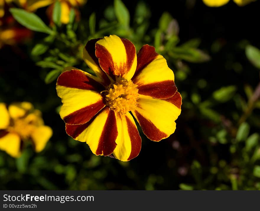 Yellow red flower