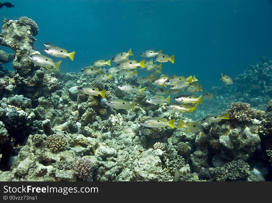 Bluelined snappers (lutjanus coeruleolineatus)