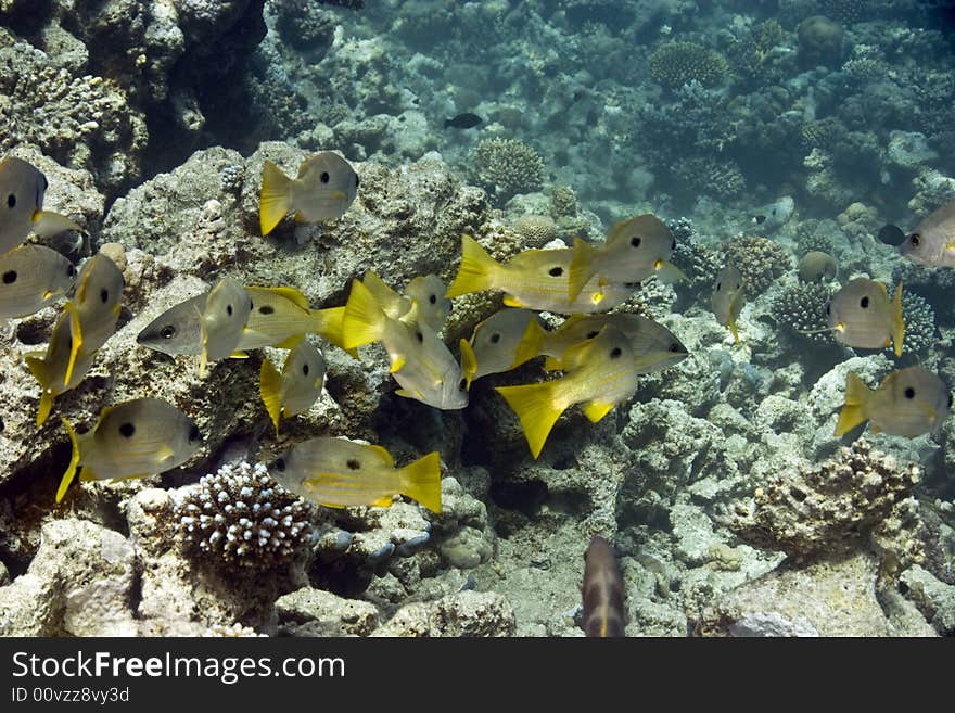 Bluelined snappers (lutjanus coeruleolineatus) taken in Middle Garden.