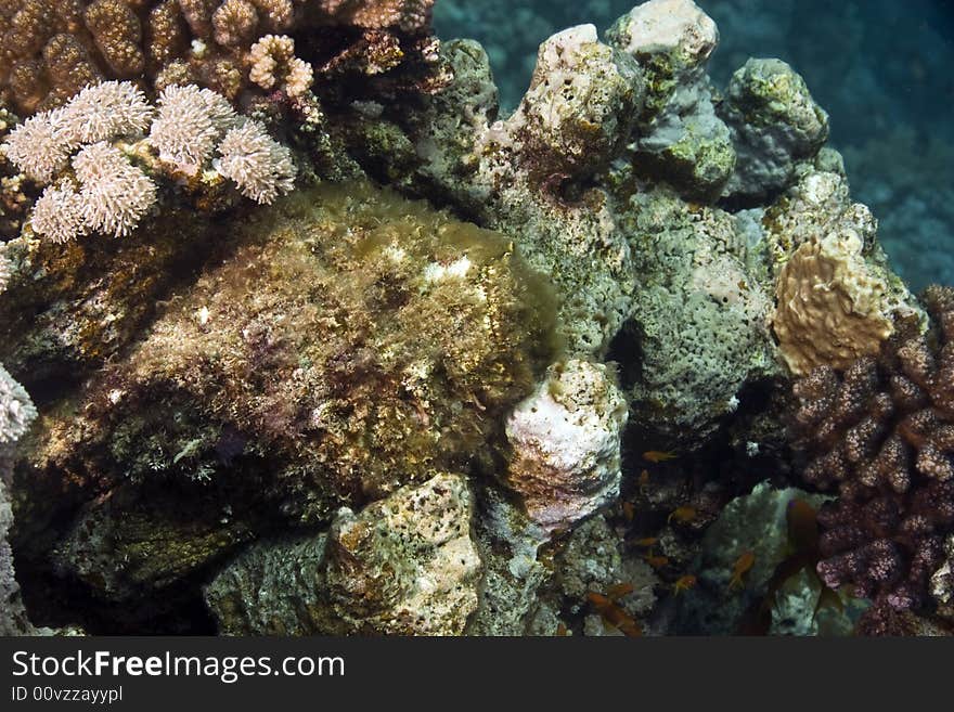 Stonefish (synanceia verrucosa)