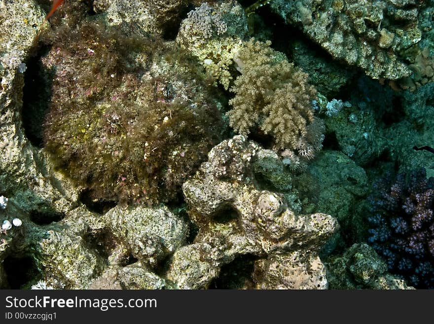 Stonefish (synanceia Verrucosa)