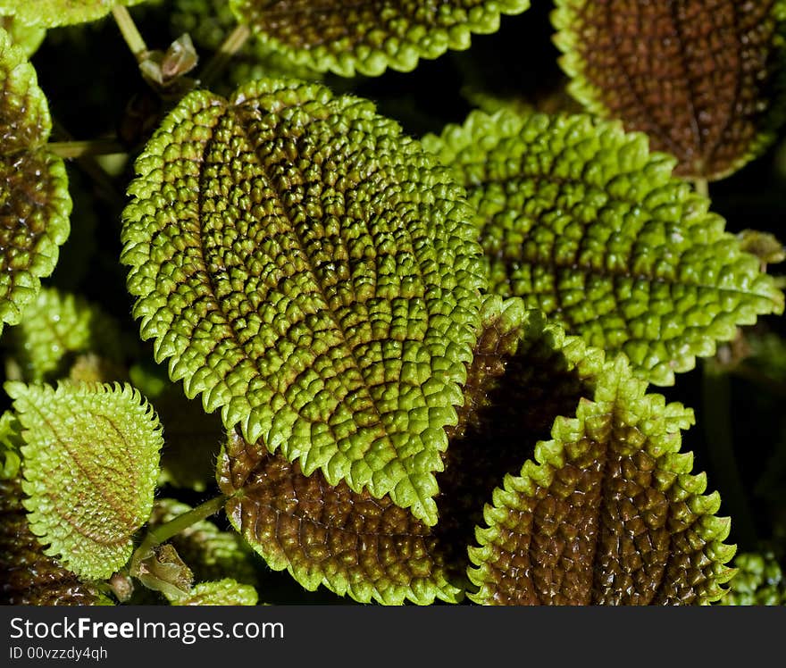 Rippled leaves