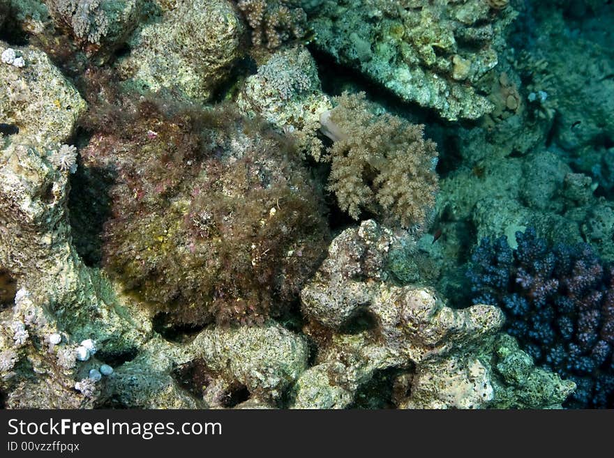 Stonefish (synanceia verrucosa) taken in Middle Garden.