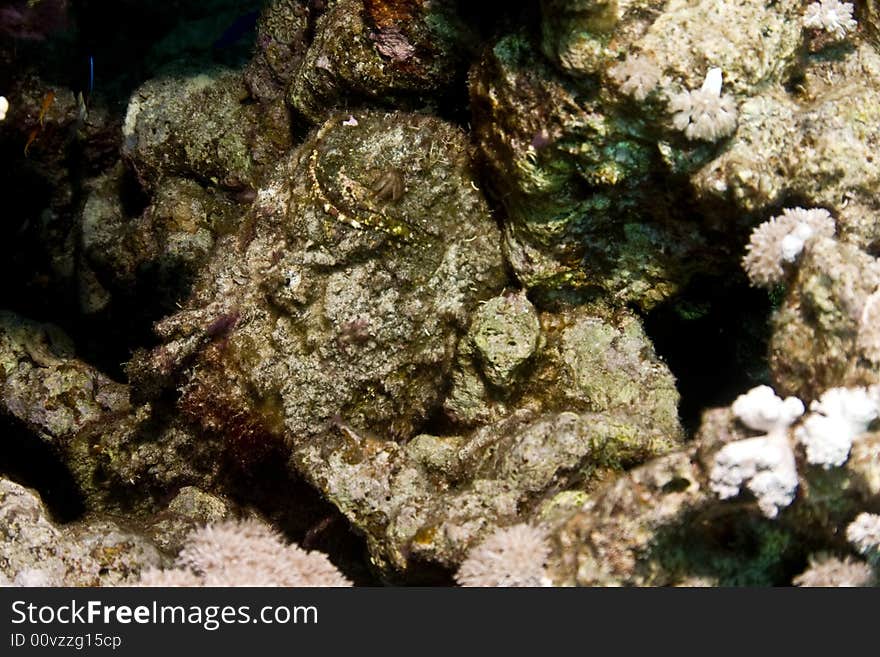 Stonefish (synanceia Verrucosa)