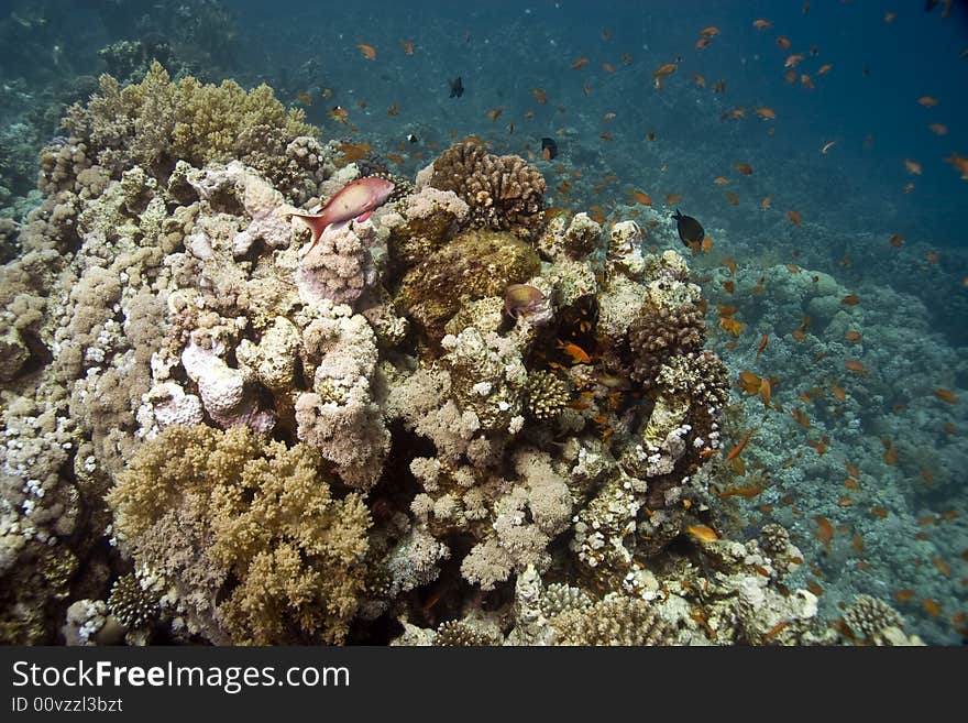 Coral and fish taken in Middle Garden.