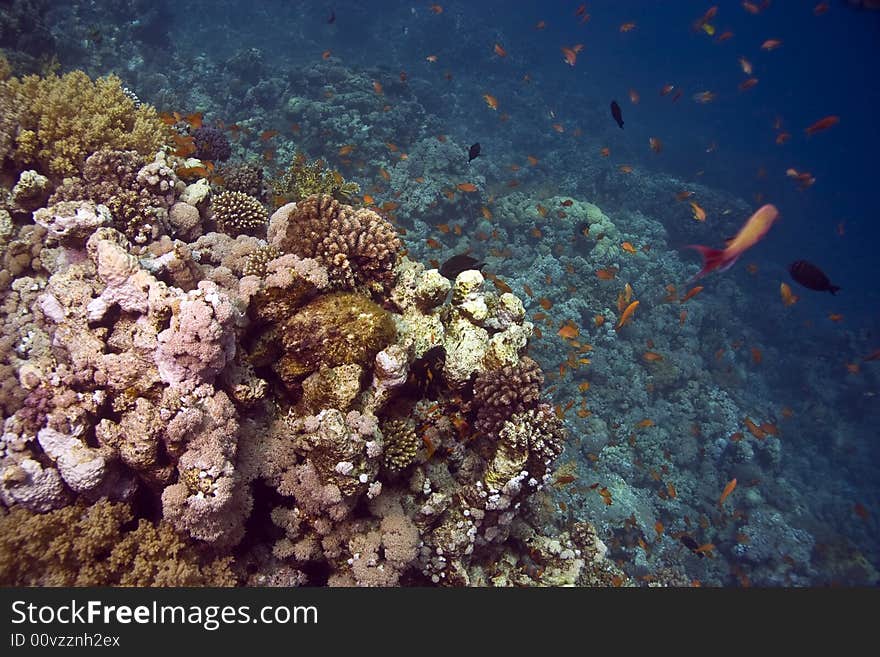 Stonefish (synanceia Verrucosa)