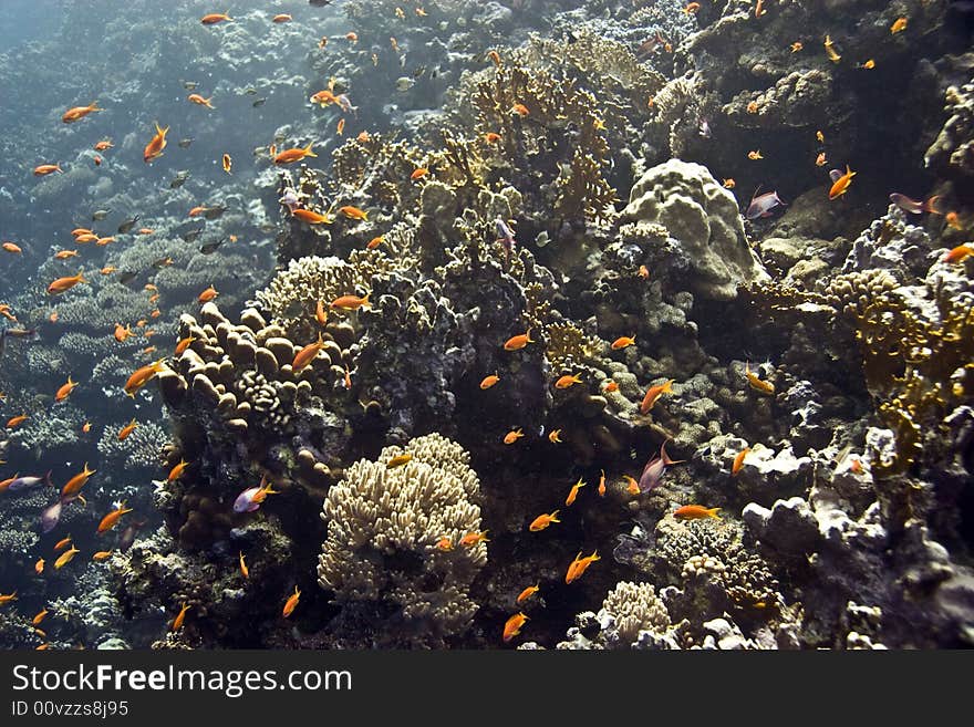 Coral and fish taken in Middle Garden.