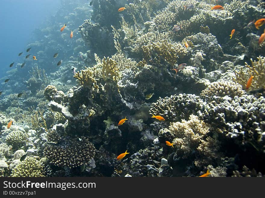 Coral and fish taken in Middle Garden.