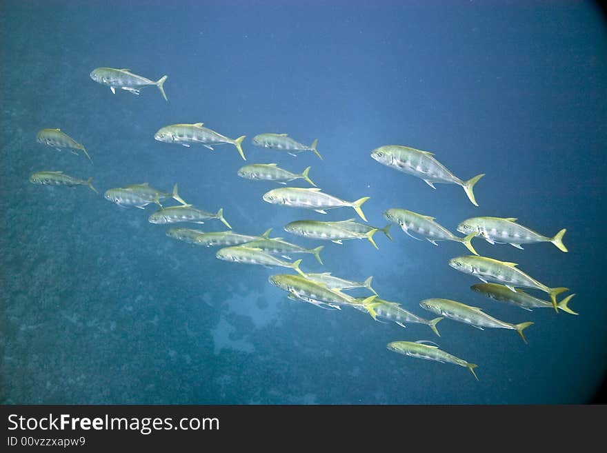 Golden pilot jack (gnathanodon specious)