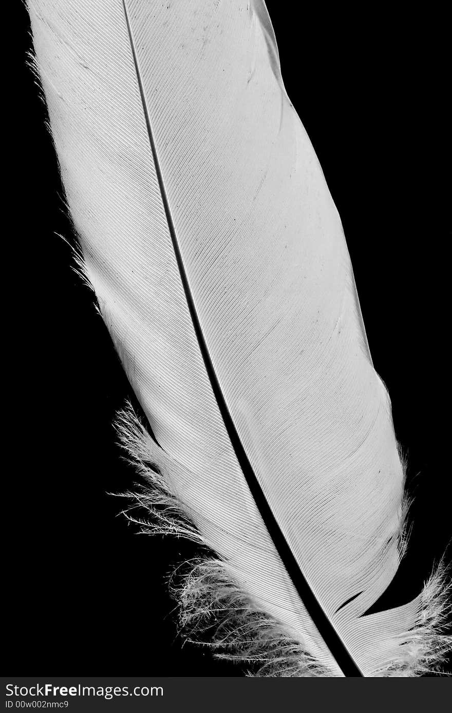 Feather