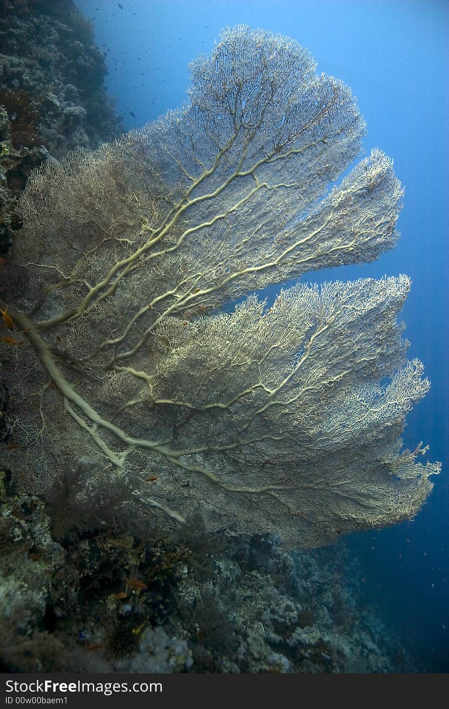 Seafan, coral and fish  taken in ras mohammed.