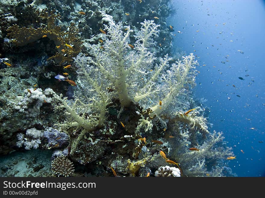 Coral and fish  taken in ras mohammed.