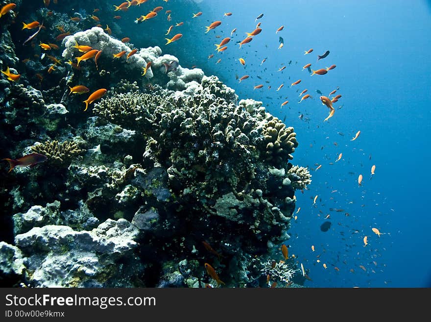 Coral and fish  taken in ras mohammed.