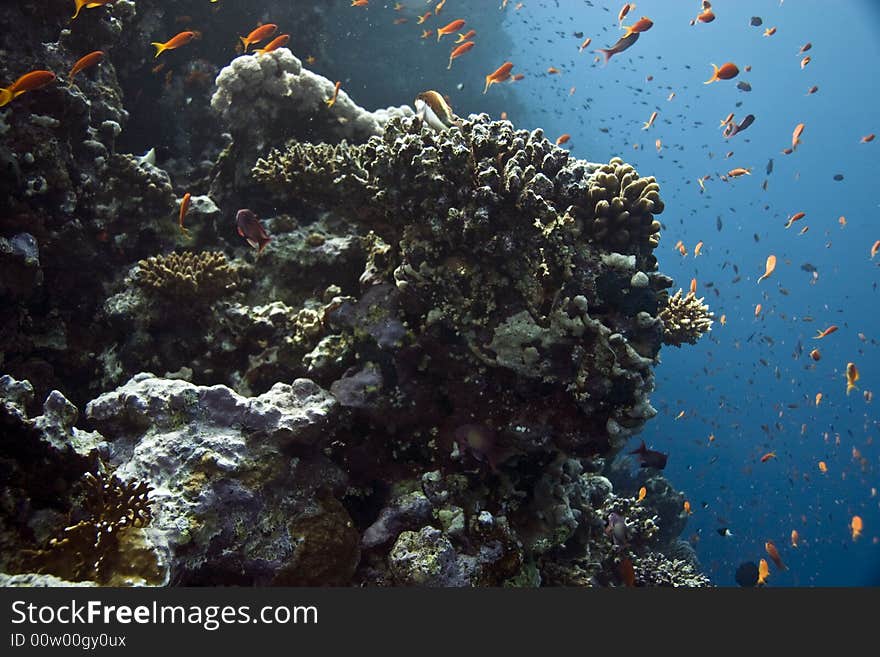 Coral and fish taken in ras mohammed.