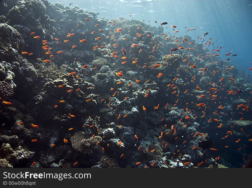 Coral and fish