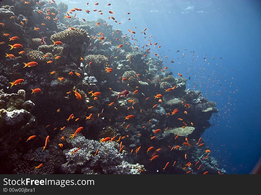 Coral and fish  taken in ras mohammed.