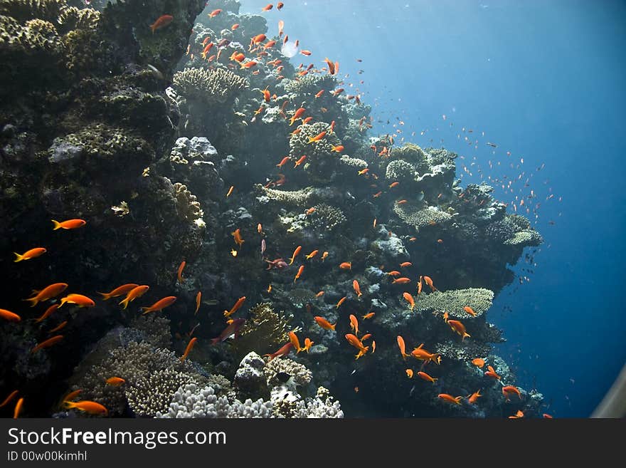 Coral and fish  taken in ras mohammed.