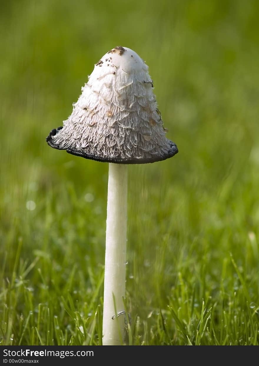 Photo of wild fungi growing outdoors