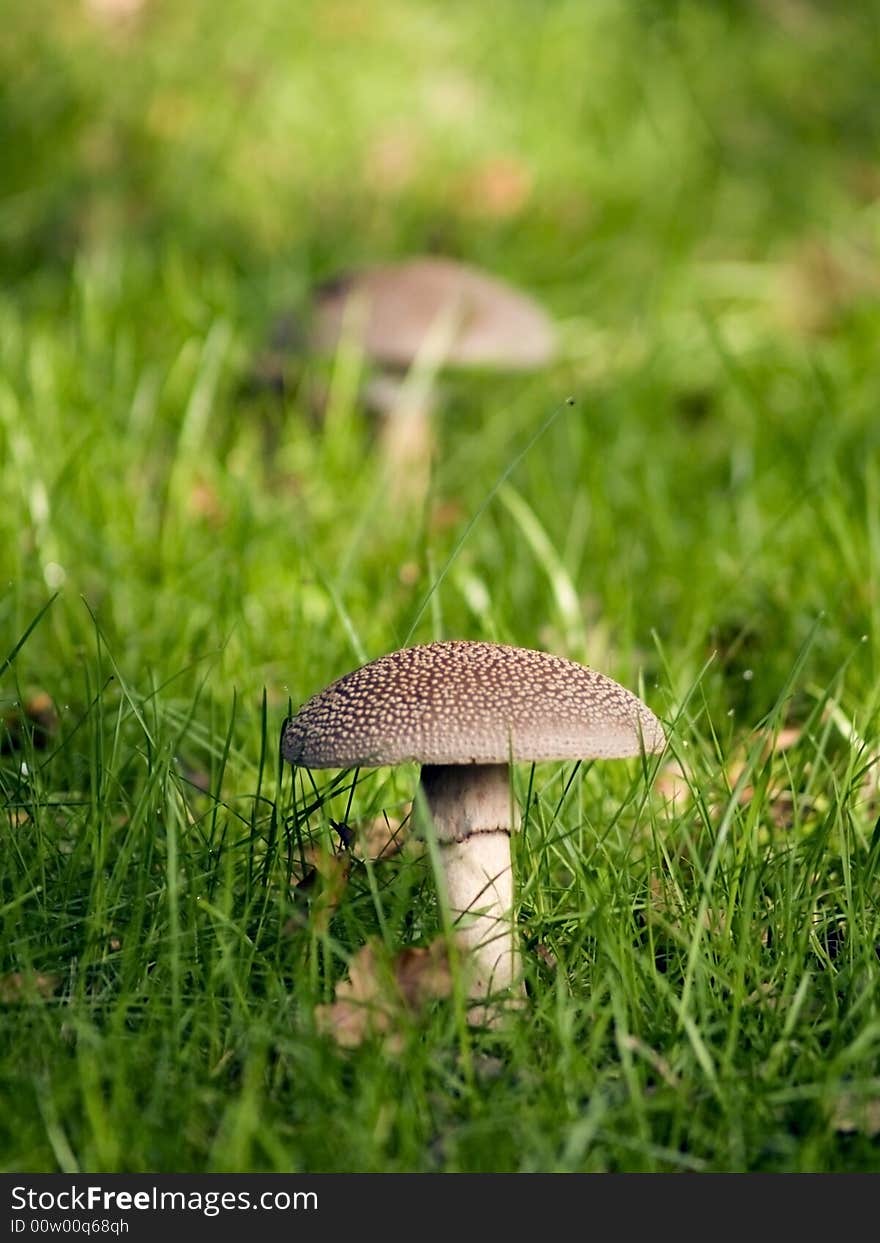 Photo of wild fungi growing outdoors