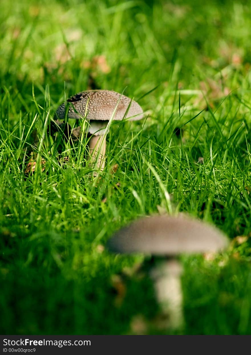 Photo of wild fungi growing outdoors