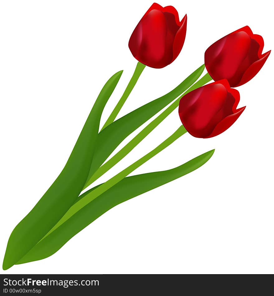 Three red tulips on white background