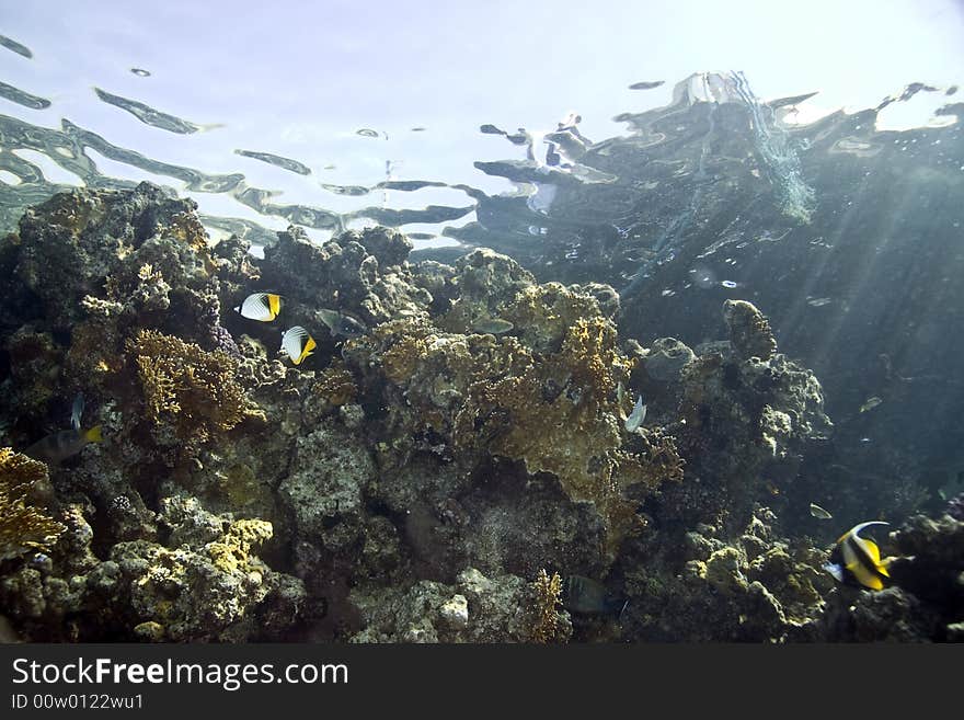 Coral and fish  taken in ras mohammed.