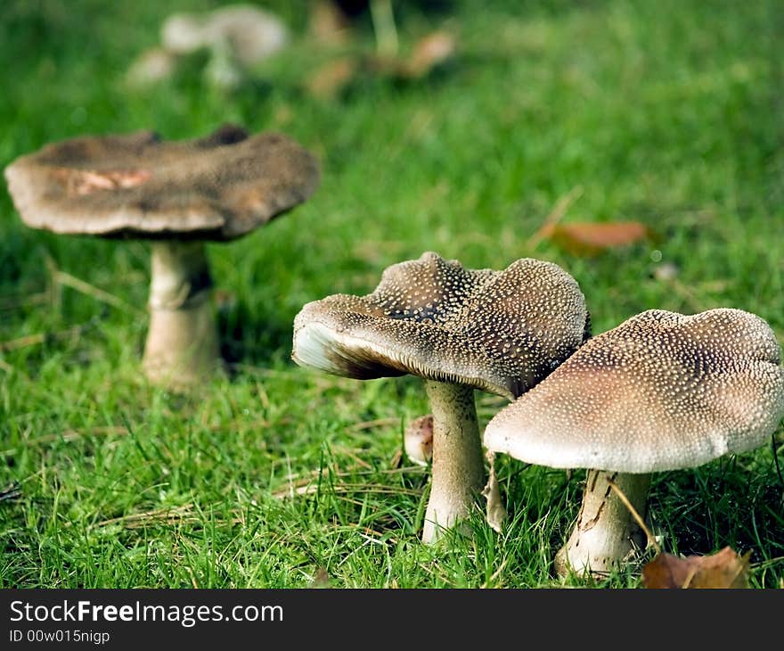 Photo of wild fungi growing outdoors