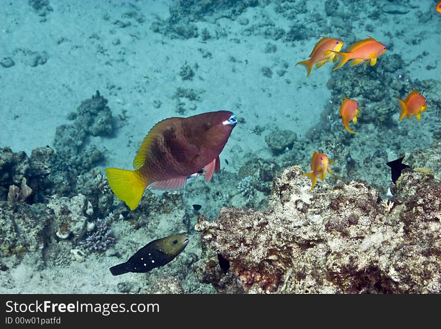 Coral and fish  taken in ras mohammed.