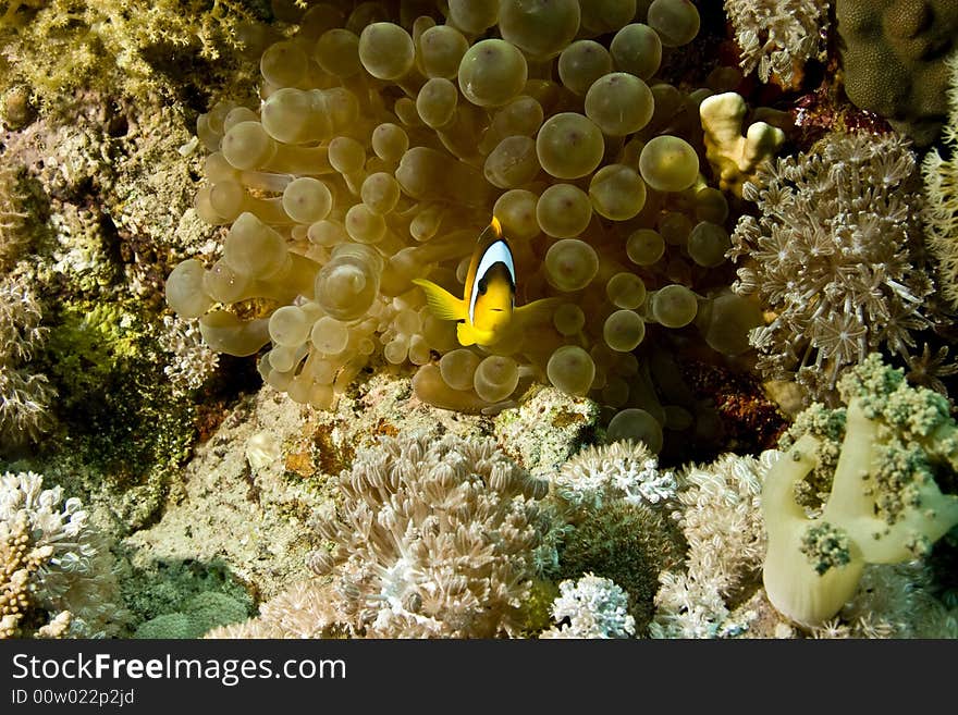 Bubble anemone and anemonefish