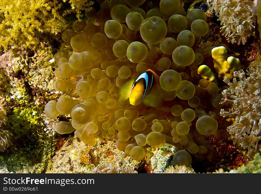 Bubble anemone and anemonefish taken in ras mohammed.