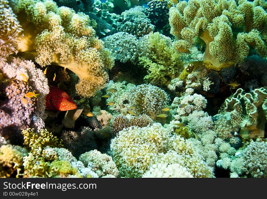 Coral and fish  taken in ras mohammed.