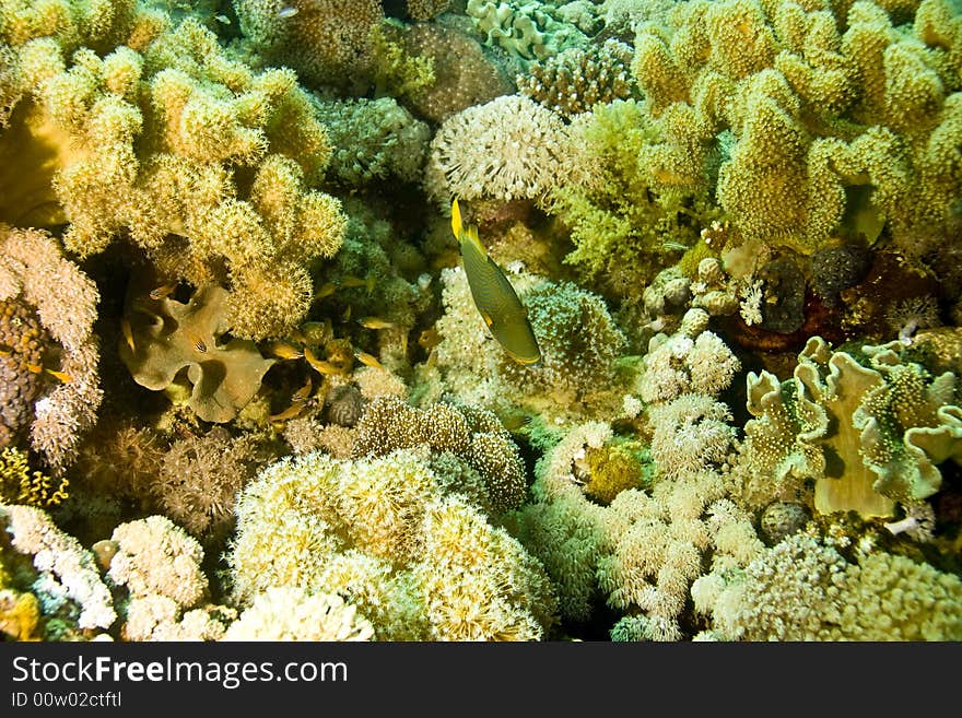 Coral and fish  taken in ras mohammed.