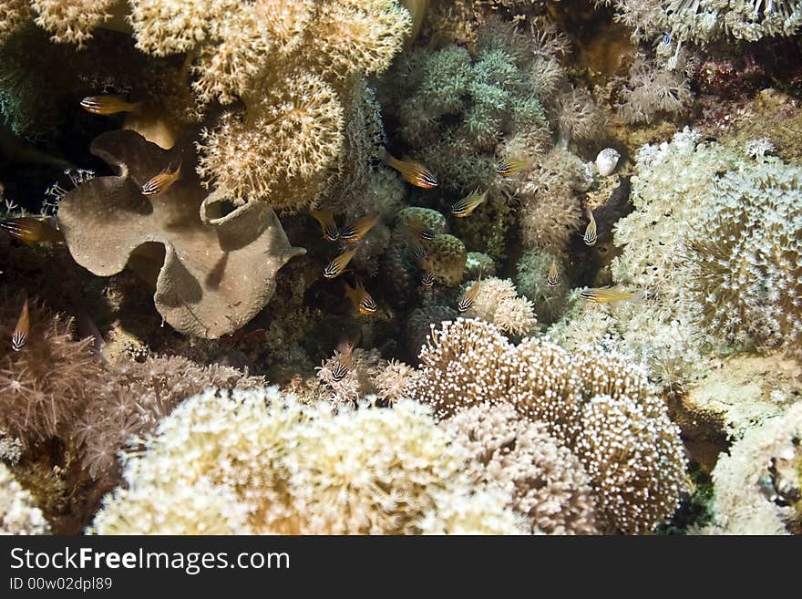 Yellow-striped cardinalfish (apogon cyanosoma)