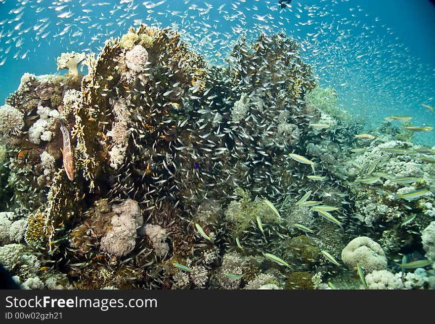 Coral and fish taken in Middle Garden.