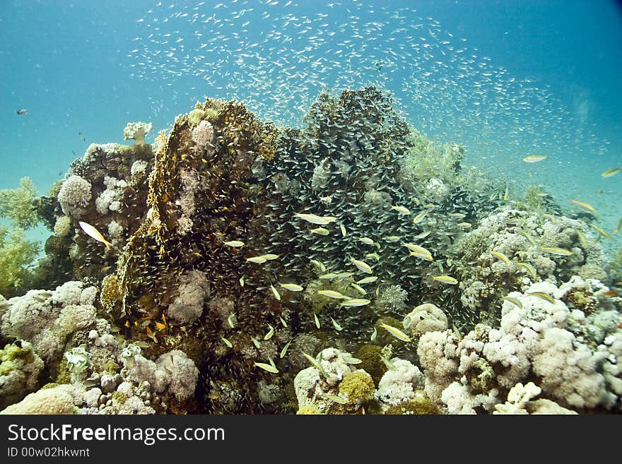 Coral and fish taken in Middle Garden.