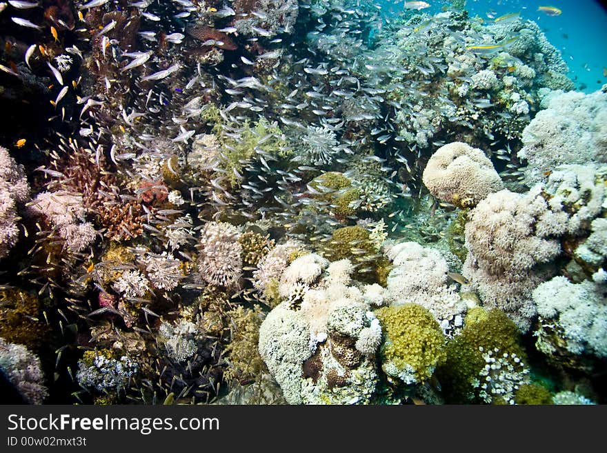 Coral and fish taken in Middle Garden.