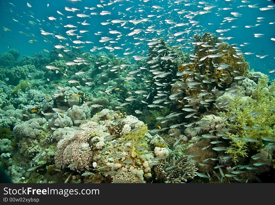 Coral and fish taken in Middle Garden.