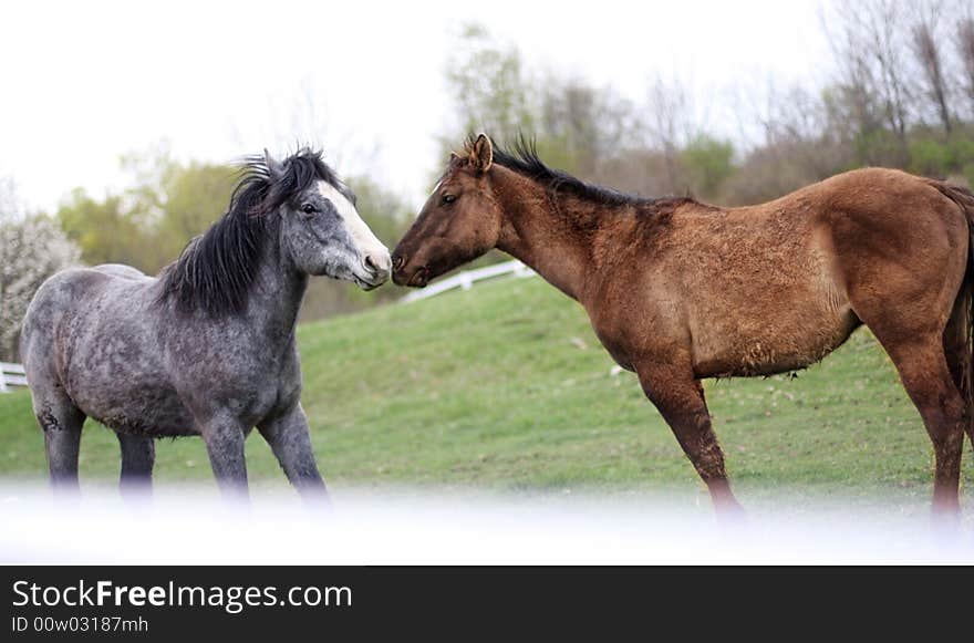 Two loving horses