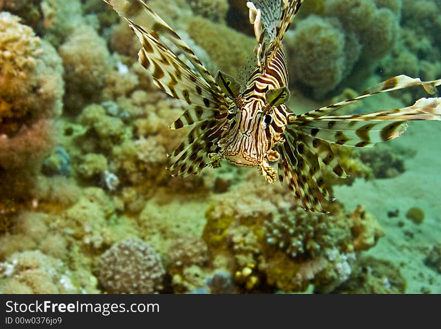 Lionfish (pterois miles)