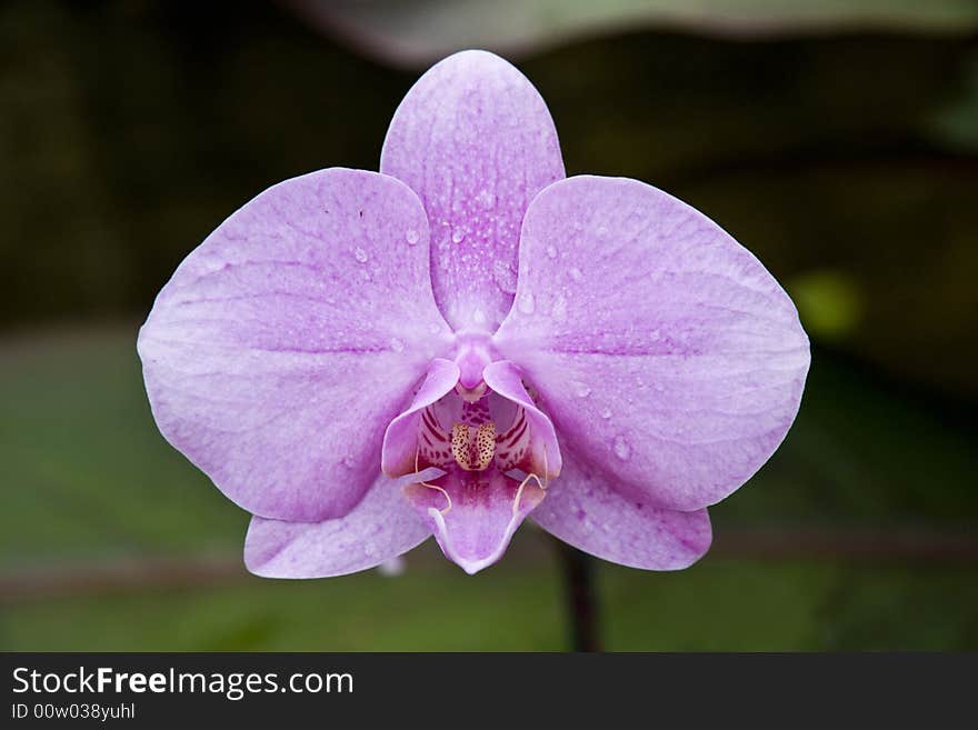 Horizontal image of dew on a pink orchid. Horizontal image of dew on a pink orchid