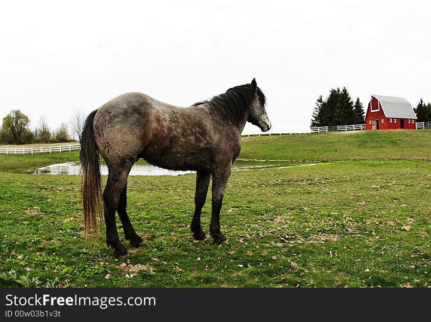 Horse in the barn