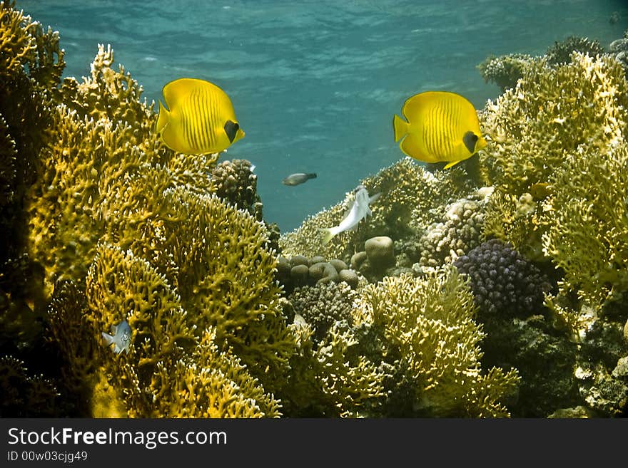 Masked butterflyfish (chaetodon larvatus) taken in Middle Garden.