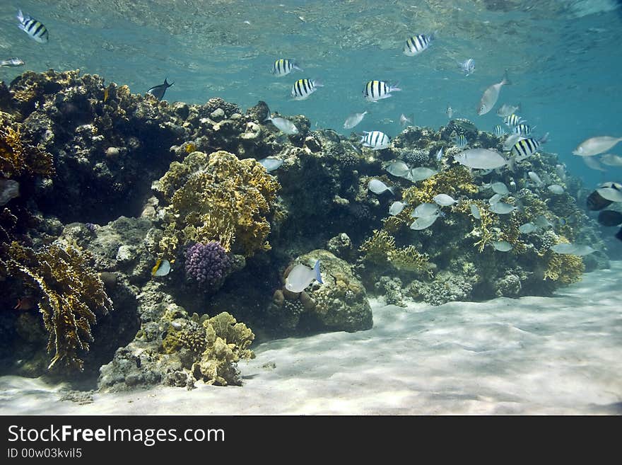 Coral and fish