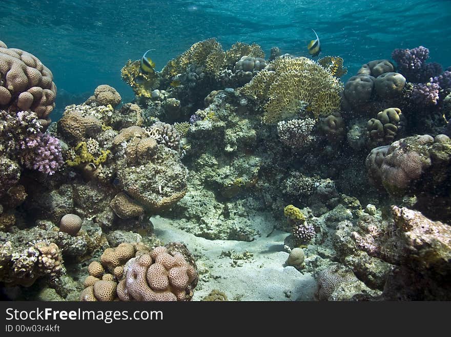 Coral and fish taken in Middle Garden.