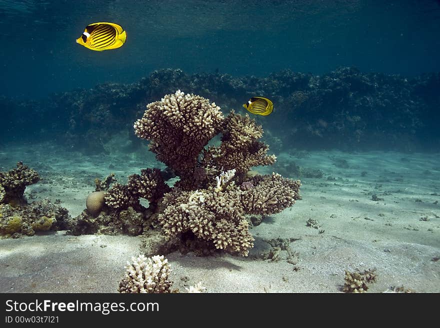 Red sea raccoon butterflyfish (chaetodon faciatus) taken in Middle Garden.