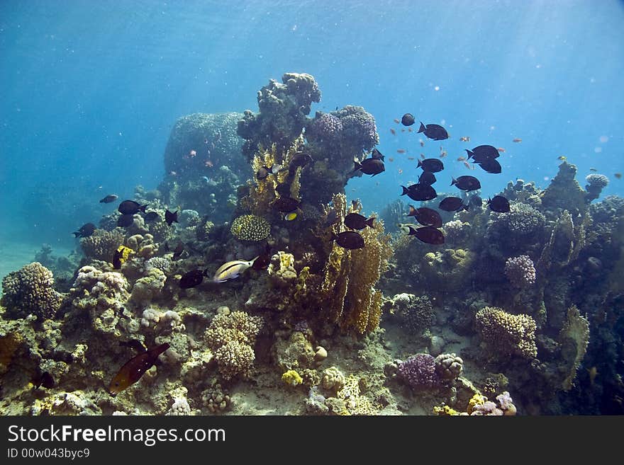 Manyspine cherubfish (centropyge multispinis)