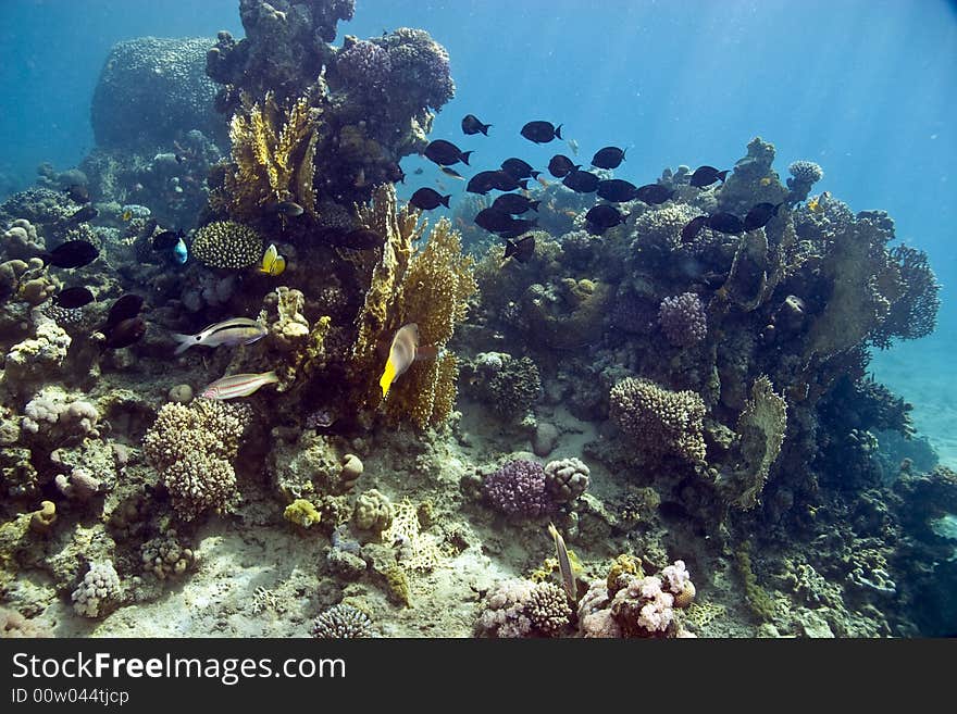 Manyspine cherubfish (centropyge multispinis)